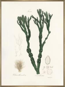 Bladder Wrack (fucus Vesiculosus) Medical Botany - Canvas Gallery Champagne