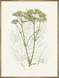 Botanical Study - Canvas Gallery Champagne