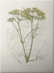 Botanical Study - Unframed Canvas Unframed Canvas