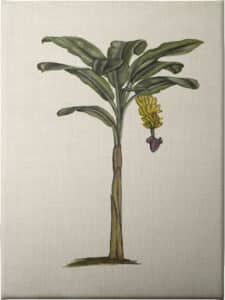 British Palms III - Unframed Canvas Unframed Canvas