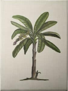 British Palms II - Unframed Canvas Unframed Canvas