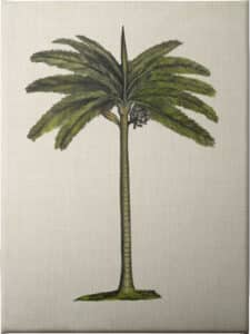 British Palms IV - Unframed Canvas Unframed Canvas