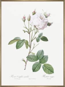 Cabbage Rose White Provence - Canvas Gallery Champagne