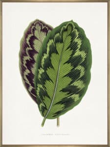 Calathea Veitchiana Leaf - Canvas Gallery Champagne