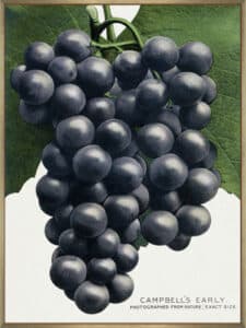 Campbell's Early Grape Lithograph - Canvas Gallery Champagne