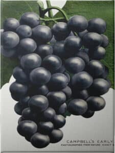 Campbell's Early Grape Lithograph - Unframed Canvas Unframed Canvas