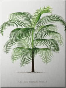 Cocos Weddeliana - Unframed Canvas Unframed Canvas