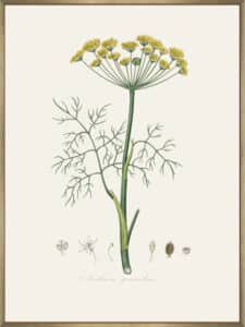 Dill (anethum Graveolens) Medical Botany - Canvas Gallery Champagne