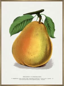 Duchess D'angouleme Pear Lithograph - Canvas Gallery Champagne