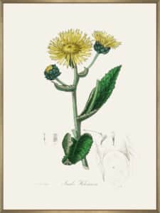 Elecampane (inula Helenium) Medical Botany - Canvas Gallery Champagne