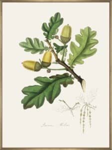 English Oak (quercus) Medical Botany - Canvas Gallery Champagne