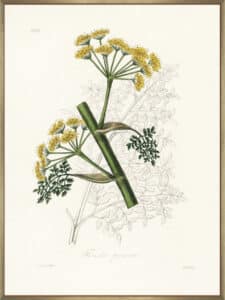 Ferula Persica Medical Botany - Canvas Gallery Champagne