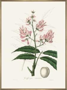 Geoffroya Inermis Medical Botany - Canvas Gallery Champagne