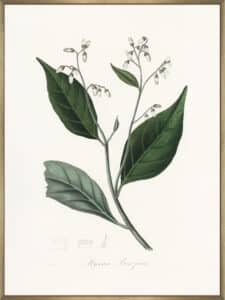 Gum Benjamin Tree (styrax Benzoin Medical Botany - Canvas Gallery Champagne