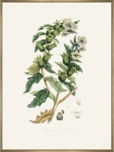 Henbane (hyoscyamus Niger) Medical Botany - Canvas Gallery Champagne