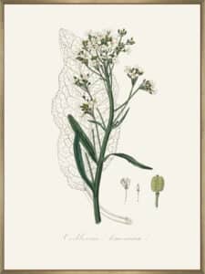 Horseradish (cochlearia Armoracia) Medical Botany - Canvas Gallery Champagne