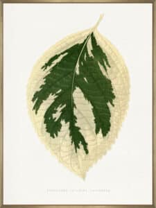 Hydrangea Japonica Variegata Leaf - Canvas Gallery Champagne