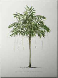 Ii Areca Monostachya - Unframed Canvas Unframed Canvas