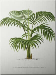 Kentia Vii - Unframed Canvas Unframed Canvas