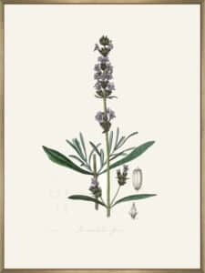 Lavender (lavandula Ipica) Medical Botany - Canvas Gallery Champagne