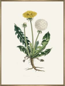 Leontodon Taraxacuma Medical Botany - Canvas Gallery Champagne
