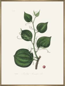 Lmilax Larsaparilla Medical Botany - Canvas Gallery Champagne