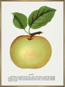 Mann Apple Lithograph - Canvas Gallery Champagne