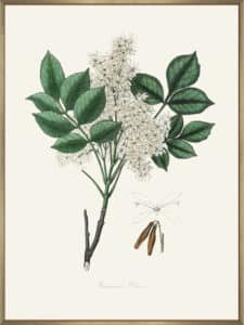 Manna Ash (fraxinus Ornus) Medical Botany - Canvas Gallery Champagne