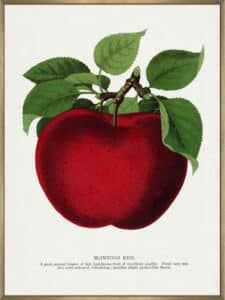 Mcintosh Red Apple Lithograph - Canvas Gallery Champagne