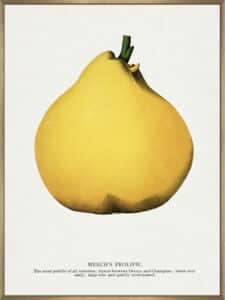 Meech's Prolific Pear Lithograph - Canvas Gallery Champagne