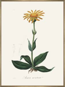 Mountain Arnica (arnica Montana) Medical Botany - Canvas Gallery Champagne