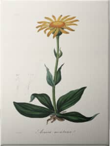 Mountain Arnica (arnica Montana) Medical Botany - Unframed Canvas Unframed Canvas