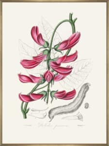 Mucuna Pruriens (dolichos Pruriens) Medical Botany - Canvas Gallery Champagne