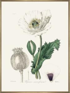 Opium Poppy (papaver Somniferum) Medical Botany - Canvas Gallery Champagne