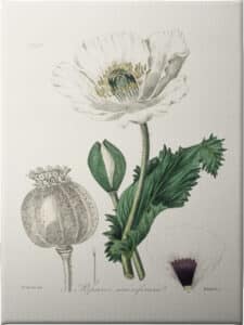 Opium Poppy (papaver Somniferum) Medical Botany - Unframed Canvas Unframed Canvas