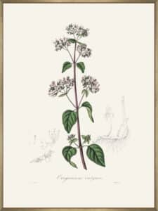 Oregano (origanum Vulgare) Medical Botany - Canvas Gallery Champagne