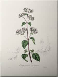 Oregano (origanum Vulgare) Medical Botany - Unframed Canvas Unframed Canvas