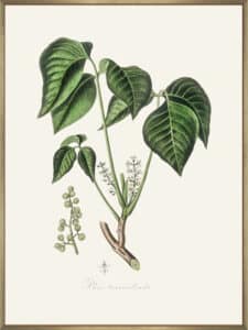 Poison Ivy (rhus Toxicodendron) Medical Botany - Canvas Gallery Champagne