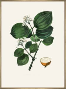 Poison Nu (strychnos Nux Vomica) Medical Botany - Canvas Gallery Champagne