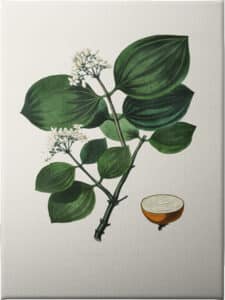 Poison Nu (strychnos Nux Vomica) Medical Botany - Unframed Canvas Unframed Canvas