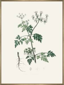 Poison Parsley (aethusa Cynapium) Medical Botany - Canvas Gallery Champagne
