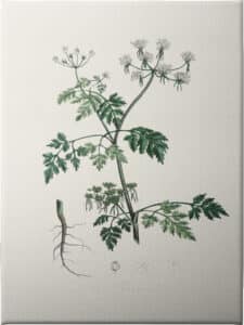 Poison Parsley (aethusa Cynapium) Medical Botany - Unframed Canvas Unframed Canvas