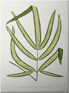 Pteris Cretica Leaf - Unframed Canvas Unframed Canvas