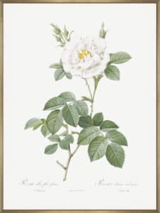 Rosa Alba Flore Pleno - Canvas Gallery Champagne