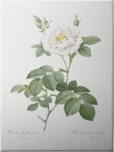 Rosa Alba Flore Pleno - Unframed Canvas Unframed Canvas
