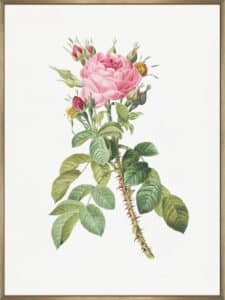 Rosa Bifera Macrocarpa - Canvas Gallery Champagne