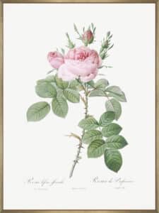 Rosa Bifera Officinalis II - Canvas Gallery Champagne
