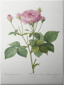 Rosa Gallica Granules - Unframed Canvas Unframed Canvas