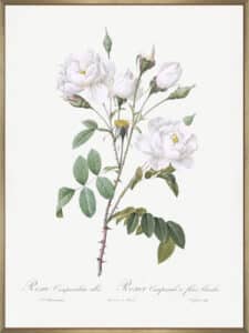 Rosa Gallica Pontiana II - Canvas Gallery Champagne
