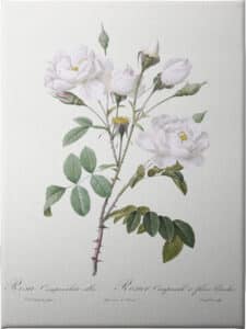 Rosa Gallica Pontiana II - Unframed Canvas Unframed Canvas